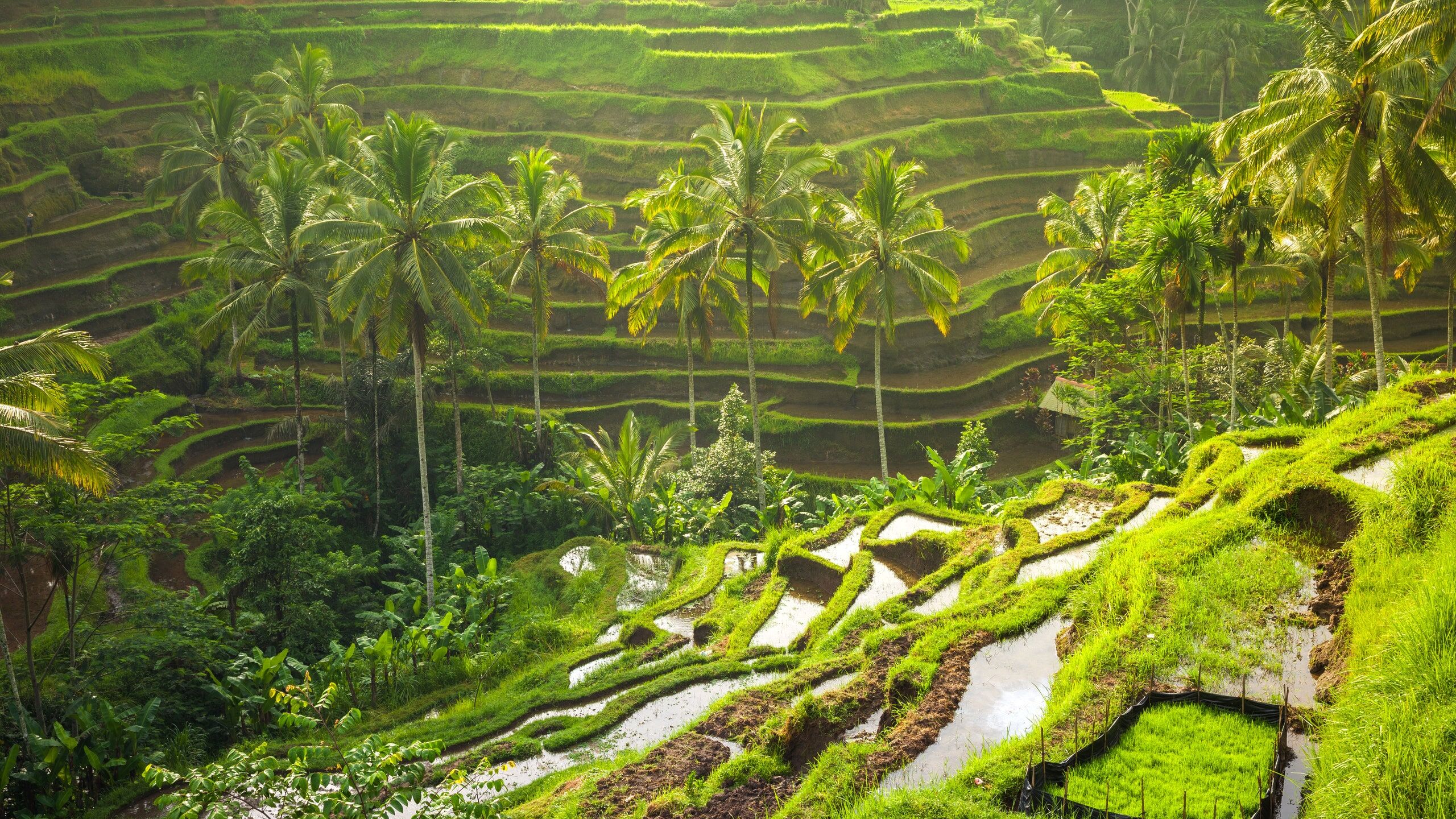 Begin your travel day with Bali’s serene ambiance